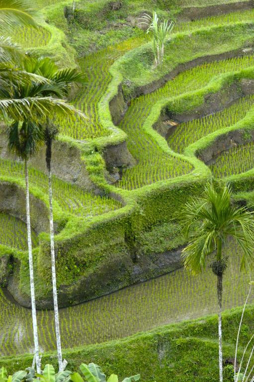 Alami Villa Ubud Eksteriør bilde